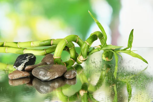 Still life with green bamboo plant and stones, on bright background — Stock Photo, Image