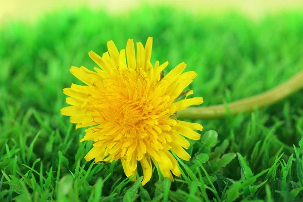 Pampeliška květin na trávě detail — Stock fotografie