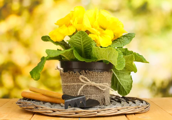 Bela primula amarela em vaso de flores na mesa de madeira no fundo verde — Fotografia de Stock