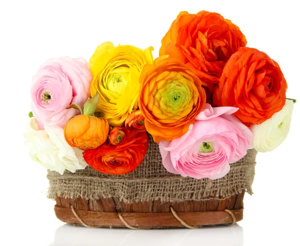 Ranunculus (persian buttercups) in basket, isolated on white — Stock Photo, Image