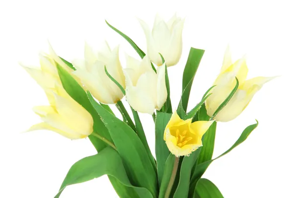 Schöne weiße Tulpen isoliert auf weiß — Stockfoto