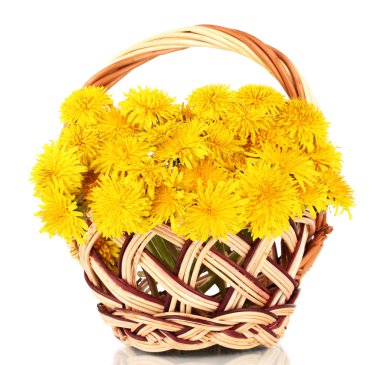Dandelion flowers in wicker basket isolated on white