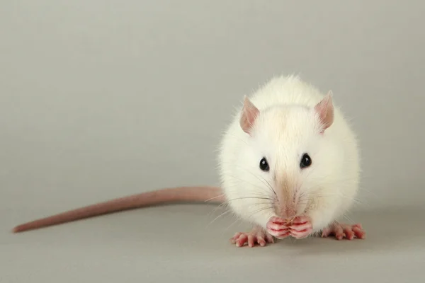 Ratinho engraçado com comida, em fundo cinza — Fotografia de Stock