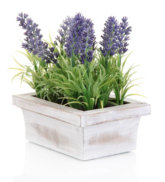 Beautiful lavender in wooden pot isolated on white — Stock Photo, Image