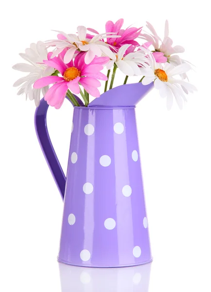 Beautiful daisies in colorful pitcher isolated on white — Stock Photo, Image