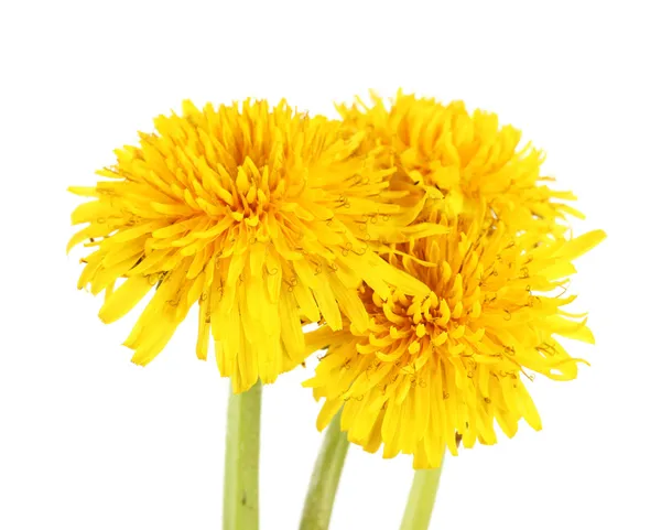 Fleurs de pissenlit isolées sur blanc — Photo