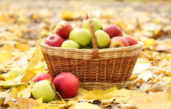 Cesto di mele mature fresche in giardino su foglie di autunno — Foto Stock