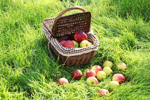 Korb mit frischen reifen Äpfeln im Garten auf grünem Gras — Stockfoto