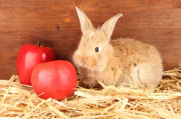 Пушистый лисий кролик в стоге сена с яблоками на деревянном фоне — стоковое фото