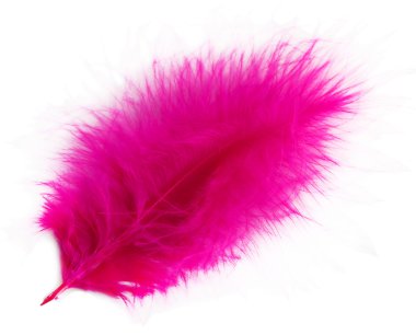 beyaz izole güzel dekoratif kuş tüyü