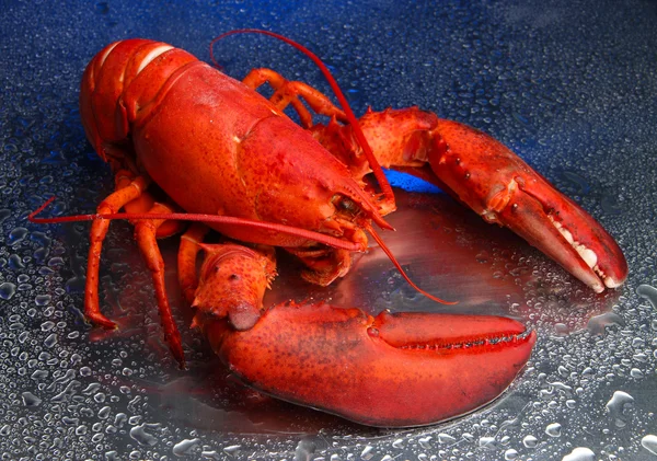 Red lobster on blue background — Stock Photo, Image