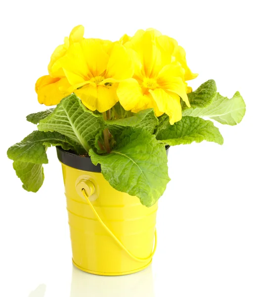 Bela primula amarela em vaso de plantas, isolado em branco — Fotografia de Stock