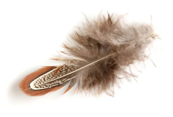 Beautiful decorative feather , isolated on white — Stock Photo, Image