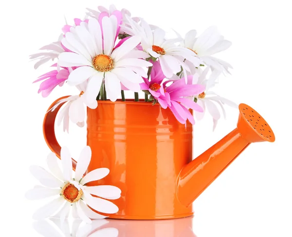 Beautiful daisies in colorful watering can isolated on white — Stock Photo, Image