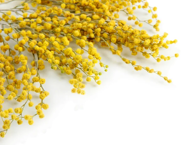 Twijgen van mimosa bloemen, geïsoleerd op wit — Stockfoto