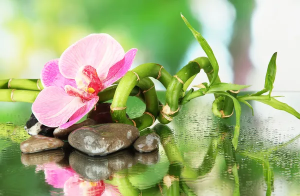 Bodegón con planta de bambú verde, orquídea y piedras, sobre fondo brillante —  Fotos de Stock