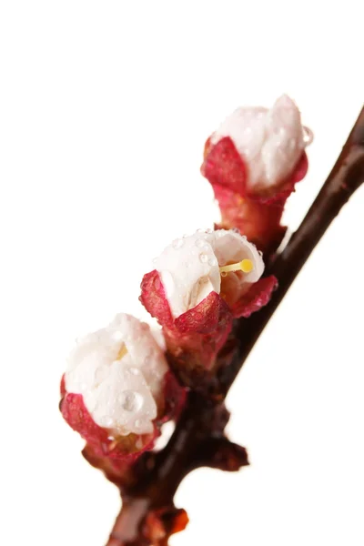 Hermosa flor de albaricoque con gotas, aislado en blanco — Foto de Stock