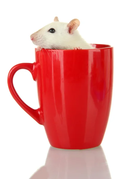 Funny little rat in cup, isolated on white — Stockfoto