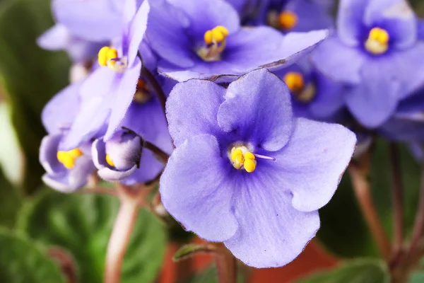 Ljusa saintpaulia, närbild — Stockfoto