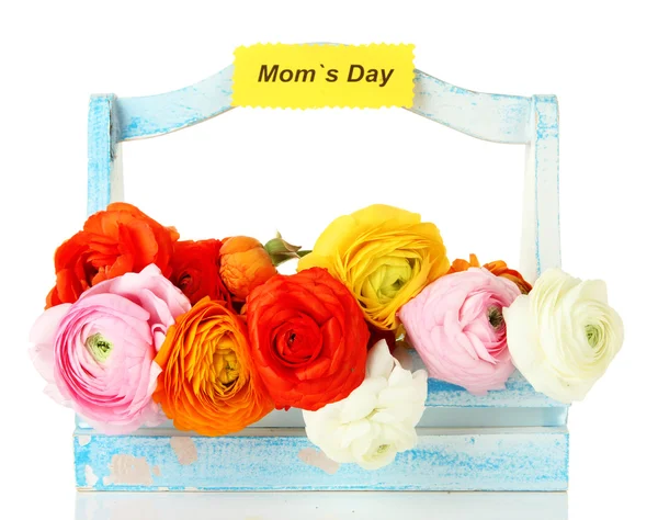 Ranuncolo (ranuncoli persiani) per la festa della mamma, isolato su bianco — Foto Stock