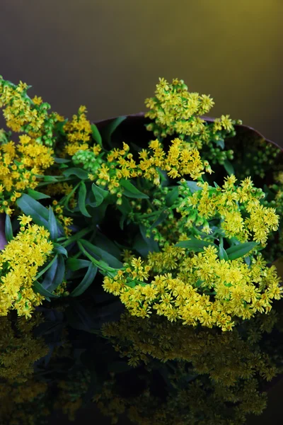 Sprigs of mimosa on bright background — Stock Photo, Image