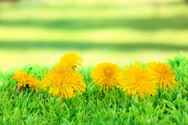 Flores de dente de leão em grama em fundo brilhante — Fotografia de Stock