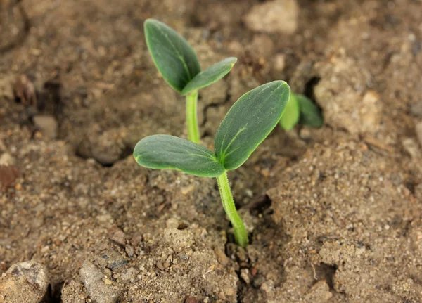 Groene zaailing groeien uit bodem sluiten-u — Stockfoto