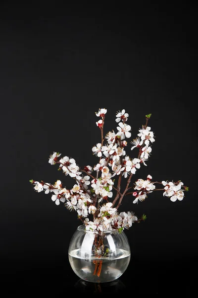 Mooie bloeiende takken in vaas op zwarte geïsoleerd — Stockfoto