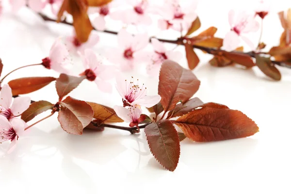 Beautiful cherry blossom isolated on white — Stock Photo, Image