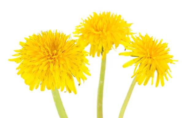 Flores de diente de león aisladas en blanco — Foto de Stock