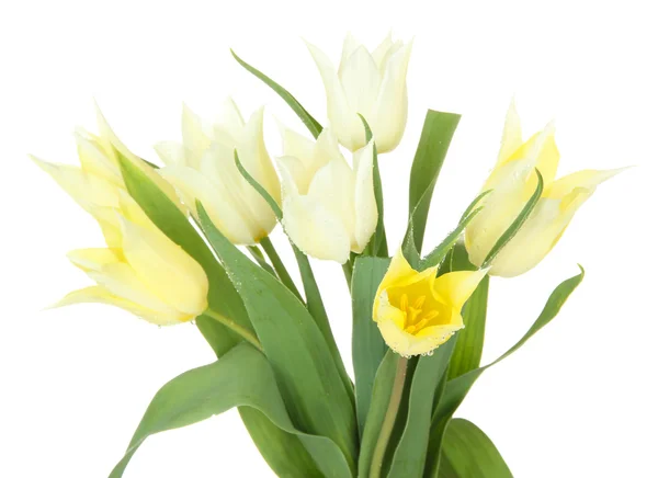 Krásné bílé tulipány izolovaných na bílém — Stock fotografie