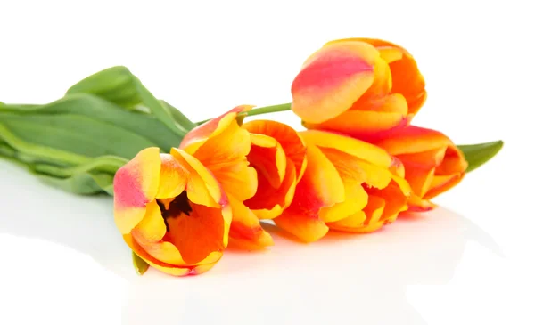 Hermosos tulipanes naranjas aislados en blanco —  Fotos de Stock