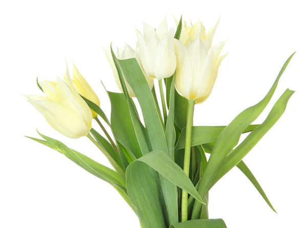 Schöne weiße Tulpen isoliert auf weiß — Stockfoto