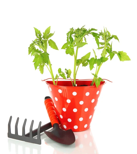 Jeune plante dans seau isolé sur blanc — Photo