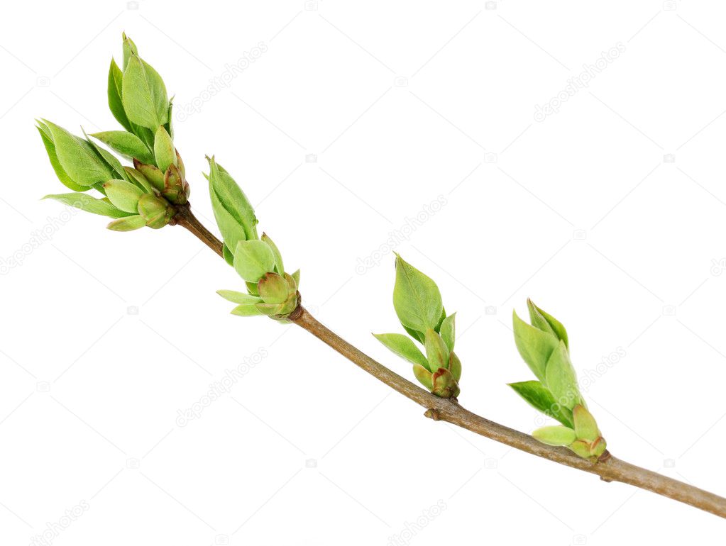 Blossoming buds on tree isolated on white