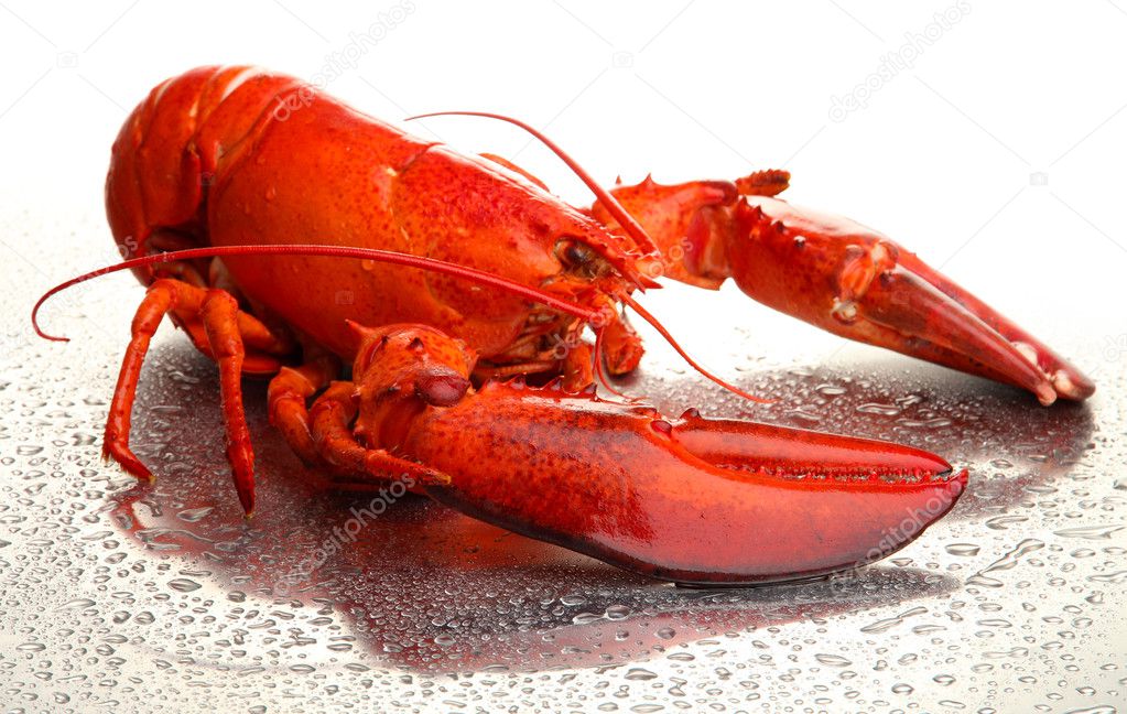 Red lobster isolated on white