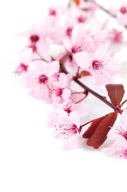 güzel kiraz çiçeği