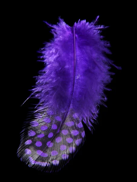 Beautiful decorative feather — Stock Photo, Image