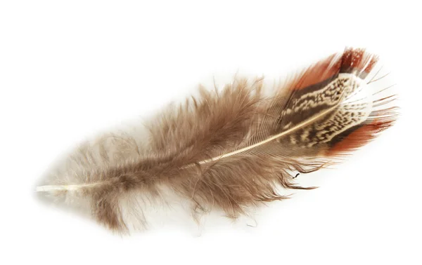 Beautiful decorative feather — Stock Photo, Image