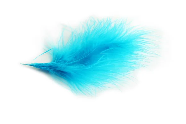 Hermosa pluma decorativa — Foto de Stock