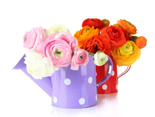 Ranunculus (persian buttercups) in watering cans, isolated on white — Stock Photo, Image