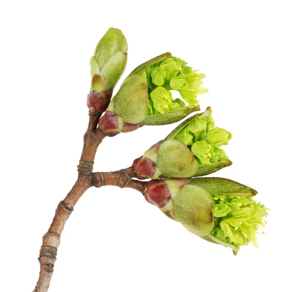 Brotes florecientes en el árbol aislado en blanco —  Fotos de Stock