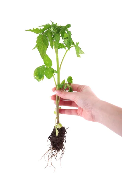 Молодое растение в руке — стоковое фото