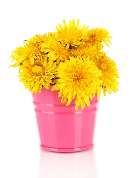 Flores de diente de león en cubo aisladas en blanco —  Fotos de Stock