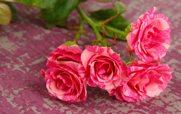 Schöne rosa Rosen aus nächster Nähe — Stockfoto