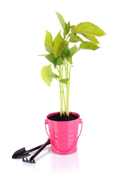 Mladá rostlina v kbelíku — Stock fotografie