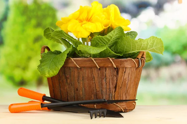 Hermosa primula amarilla en cesta sobre mesa de madera sobre fondo verde —  Fotos de Stock