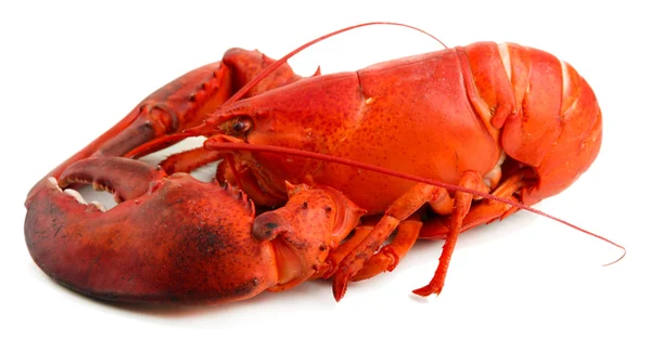 Red lobster isolated on white — Stock Photo, Image