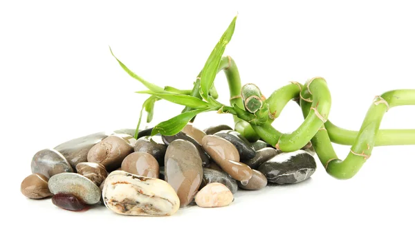 Bodegón con planta de bambú verde y piedras, aislado en blanco —  Fotos de Stock