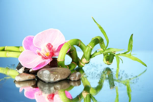 Natura morta con pianta di bambù verde, orchidea e pietre, su sfondo blu — Foto Stock